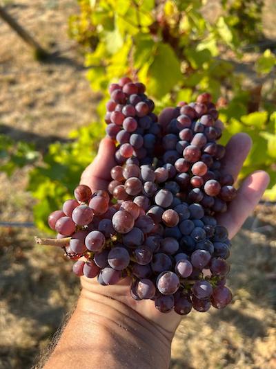 A(l)titude Viticulture